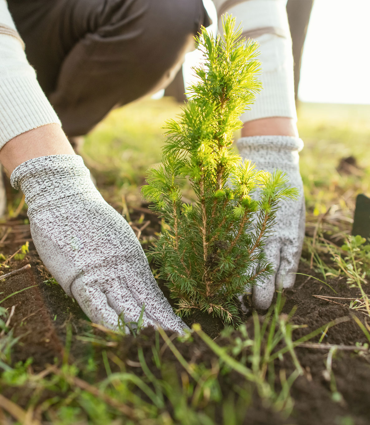 Close up of hands planting a sequoia tree in the wild